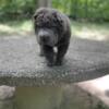 Bear Coat Chinese Sharpei