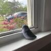  Parrotlet - blue, female