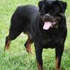Outstanding Rottweiler Female