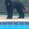 AKC Standard Poodle Puppies