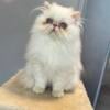 Blue eyes Persian male kitten 