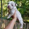 POCKET MERLE AND TRI AND LILAC PUPS AVAILABLE