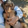 Female Airedale puppies for sale