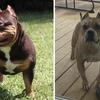 ABKC American Bully pups on the way