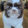 2 shih tzu girls