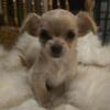 Chihuahua puppies,two female babies 8weeks Ready now for their forever homes