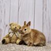 Purebred Netherland Dwarf baby bunnies,  healthy,  handled daily,  sweet