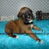 AKC registered Boxer puppies available from Spencer's Shady Grove Kennel