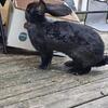 Giant rabbit 