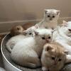British Shorthair for SALE