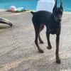 Beautiful 6 month old AKC female 1/2 European Doberman pincher