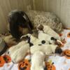 Bluetick mix puppies