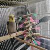 Male birds