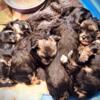 Yorki-Poo puppies born August 16th