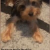 Teacup Male Yorkie Now Available