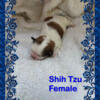 Shih Tzu pups for adoption