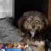 Twixie the Cavapoo