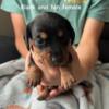 AKC miniature dachshund puppies