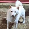 Shiba inu. REDUCED