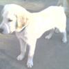 AKC Labrador Retriever Stud Service, Sam and River are brothers. Read description block for details.