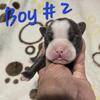 Puppies