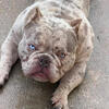 Male american bully