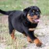 Beautiful Black Lab / Rottweiler Puppies