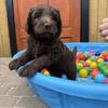 Saint Berdoodle Puppies (Saint Bernard x Poodle)