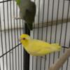 1-2 years old parrotlet for rehome