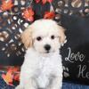 AJ Affectionate Poochon Puppy poodle/bichon