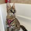 Exotic F1 Savanah / Serval Mix