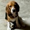 AKC Female Beagle Puppy