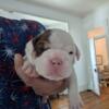 IOEBA Registered Olde English Bulldogges for Sale