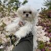 Male Maltese 6months