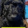 Standard Poodle Perfect Puppies - Price Lowered!