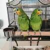 Amazon parrots baby's spoon fed hand tame.