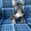 Beautiful 6-Month-Old Blue & Tan Male French Bulldog!