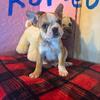 Frenchton