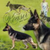 AKC German shepherd dog for stud