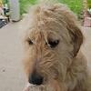Labradoodle