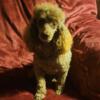 Toy poodle 