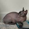 Black Bambino Sphynx Male Adult 