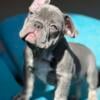 12 week old male french bulldog for sale LAST ONE!