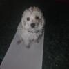 Teacup male poodle. looking for new Loving Family located in Searcy, AR. 