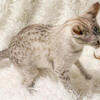 REDUCED F4 Snow Spotted Savannah Kittens