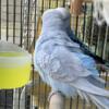 English Budgies for Sale