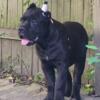 Cane Corso puppies available NOW