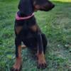 AKC Doberman puppies