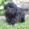 Sugar Female Yorkipoo