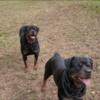 Rottweiler puppies for sale ( Great holiday gift! )